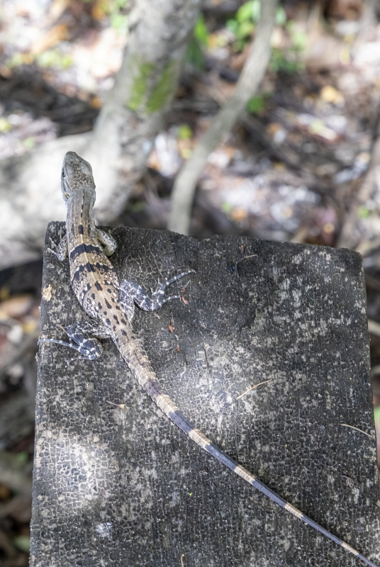 Black Spiny-tailed Iguana 2019